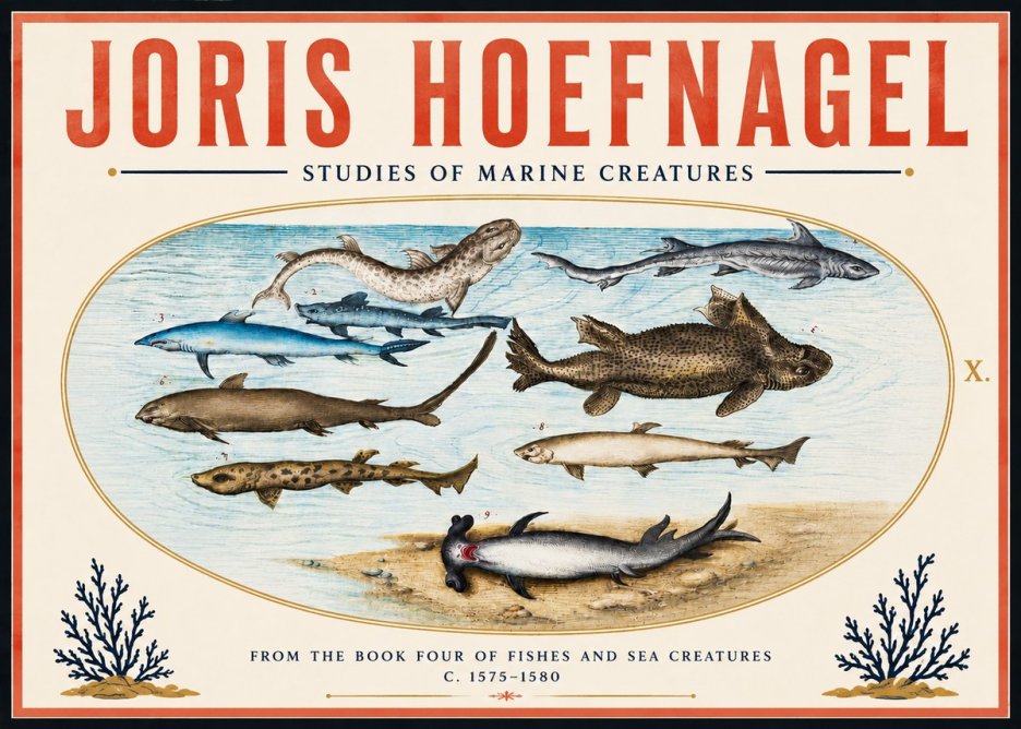 Joris Hoefnagel Studies of Marine Creatures No6 - Poszter
