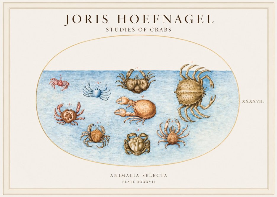 Joris Hoefnagel Studies of Crabs No1 - Poszter