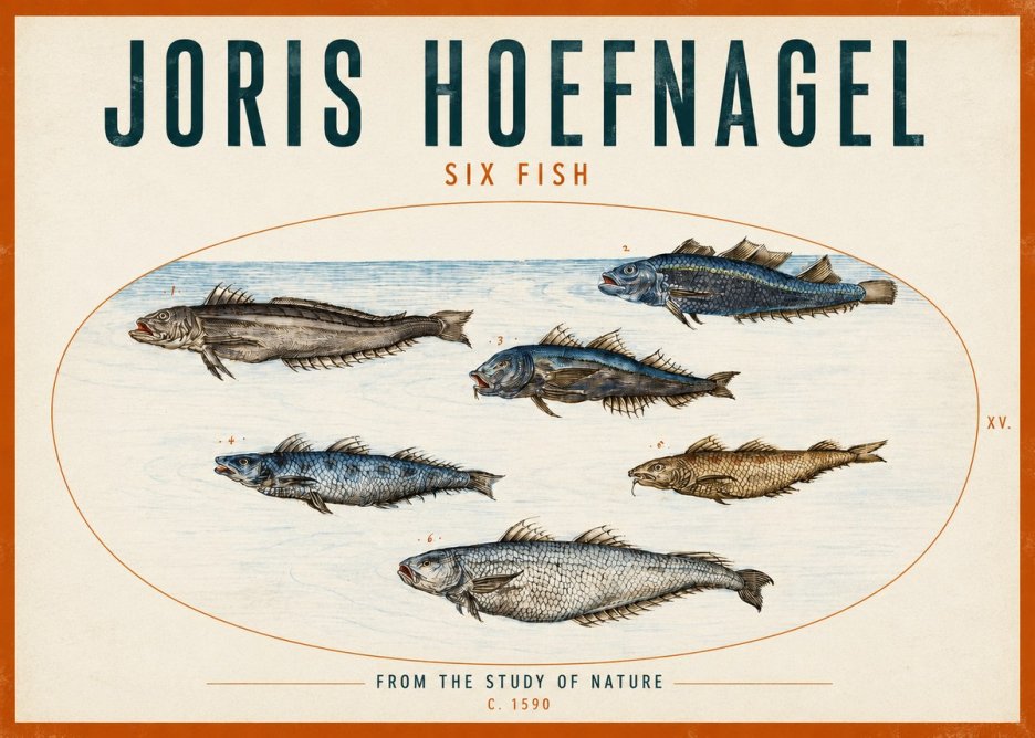 Joris Hoefnagel Six Fish No2 - Poszter