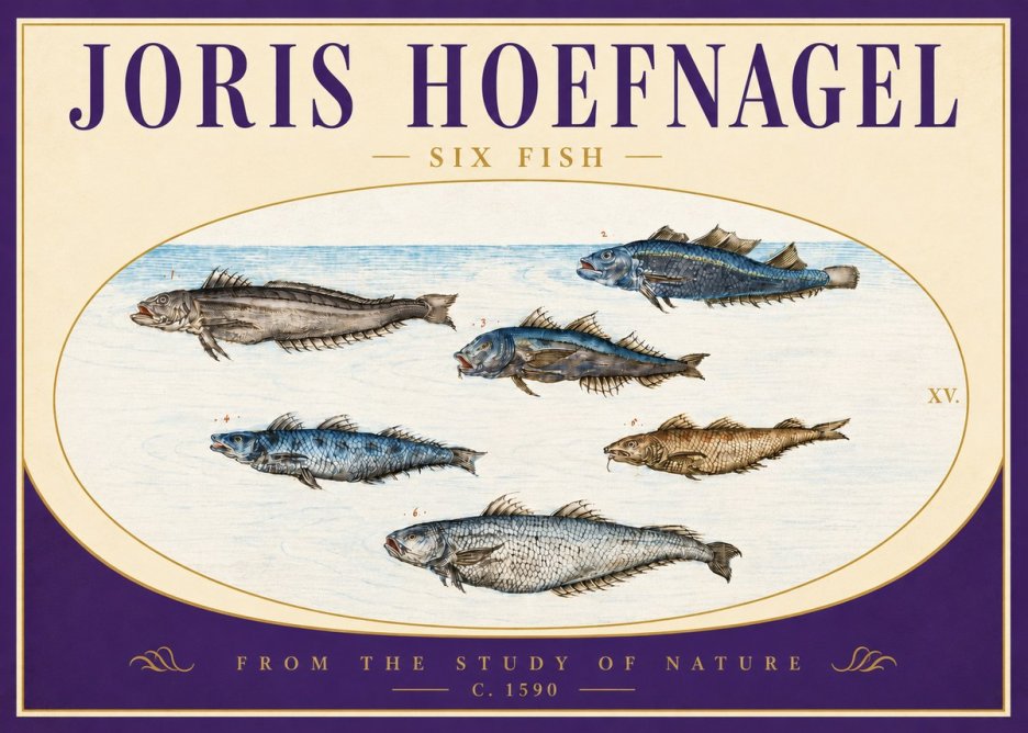 Joris Hoefnagel Six Fish No4 - Poszter