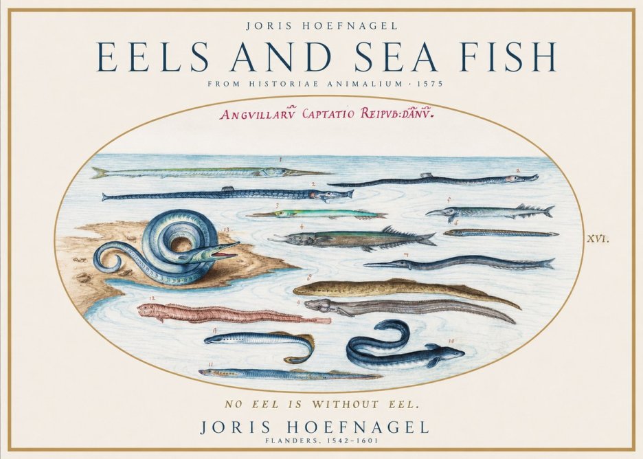 Joris Hoefnagel Eels and Sea Fish No1 - Poszter