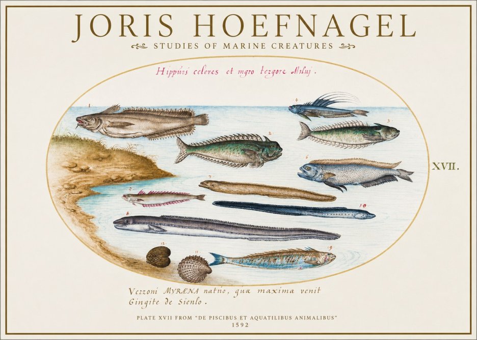 Joris Hoefnagel Plate Xvii from "De Piscibus Et Aquatilibus Animalibus" No1 - Poszter