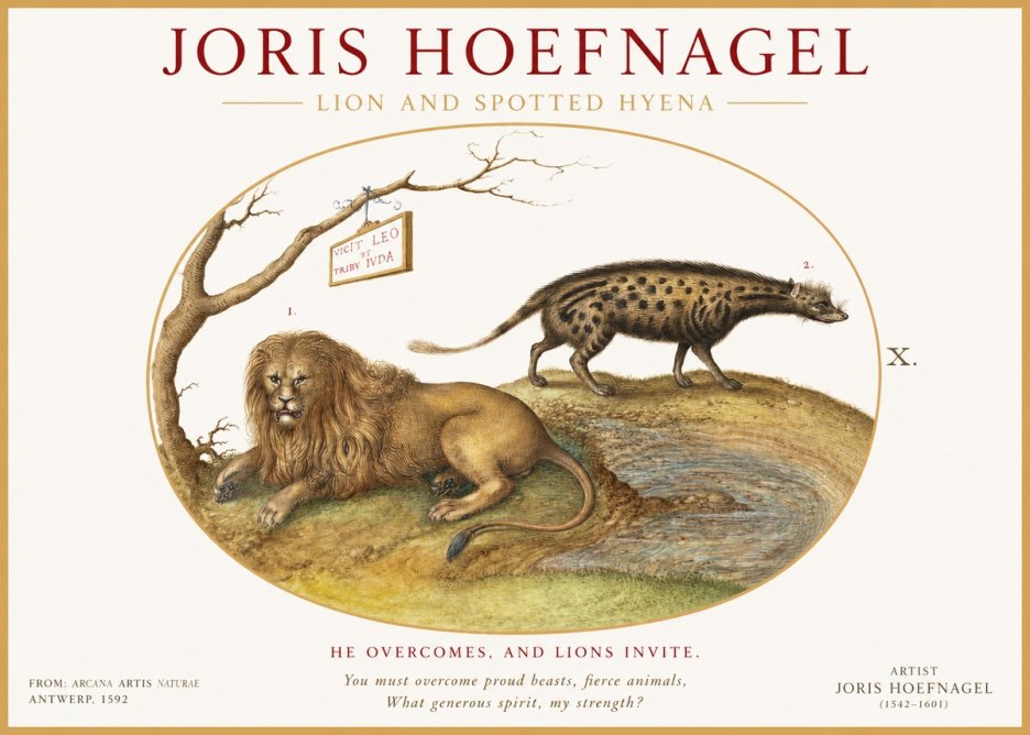 Joris Hoefnagel Lion and Spotted Hyena No1 - Poszter