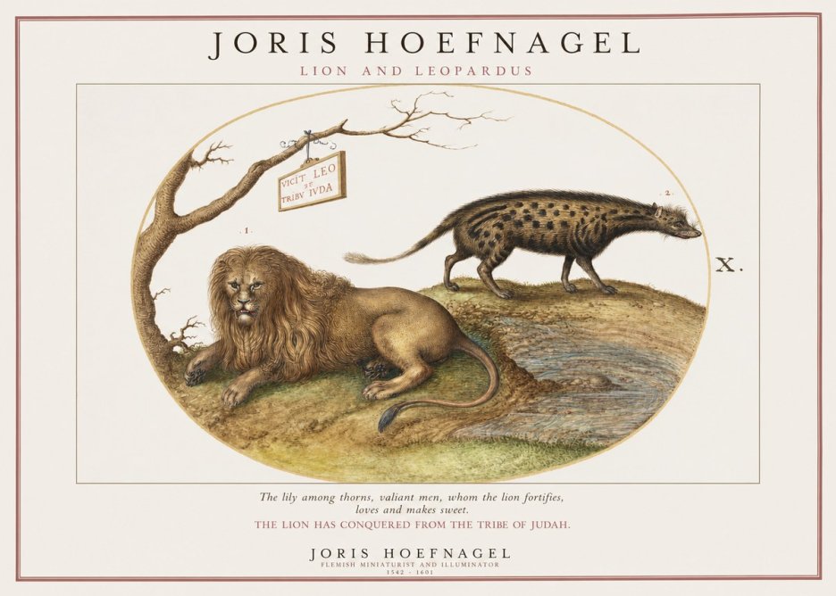 Joris Hoefnagel Lion and Spotted Hyena No2 - Poszter