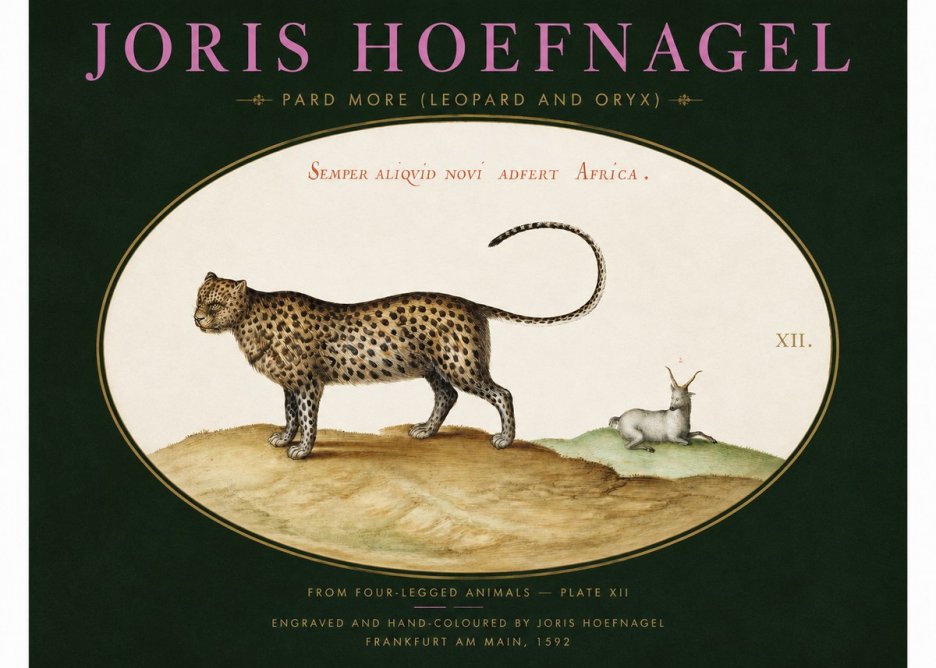 Joris Hoefnagel Pard More (Leopard and Oryx) No2 - Poszter
