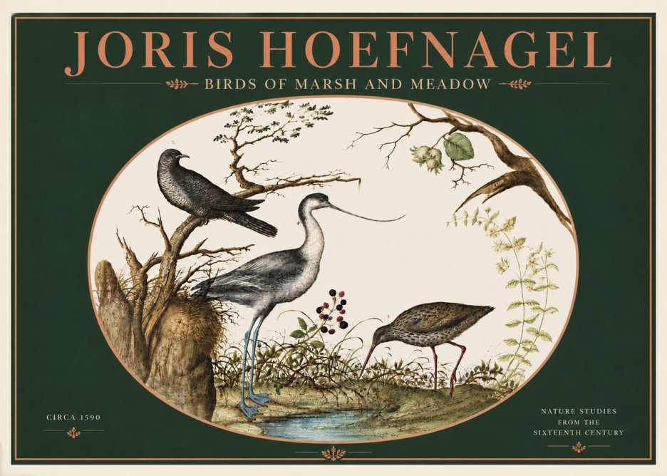 Joris Hoefnagel Birds of Marsh and Meadow No4 - Poszter