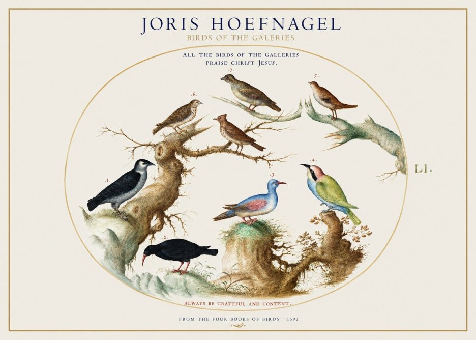 Joris Hoefnagel Birds of the Galeries No1 - Poszter