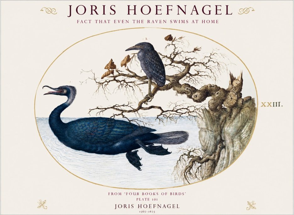 Joris Hoefnagel Fact That Even the Raven Swims at Home No1 - Poszter