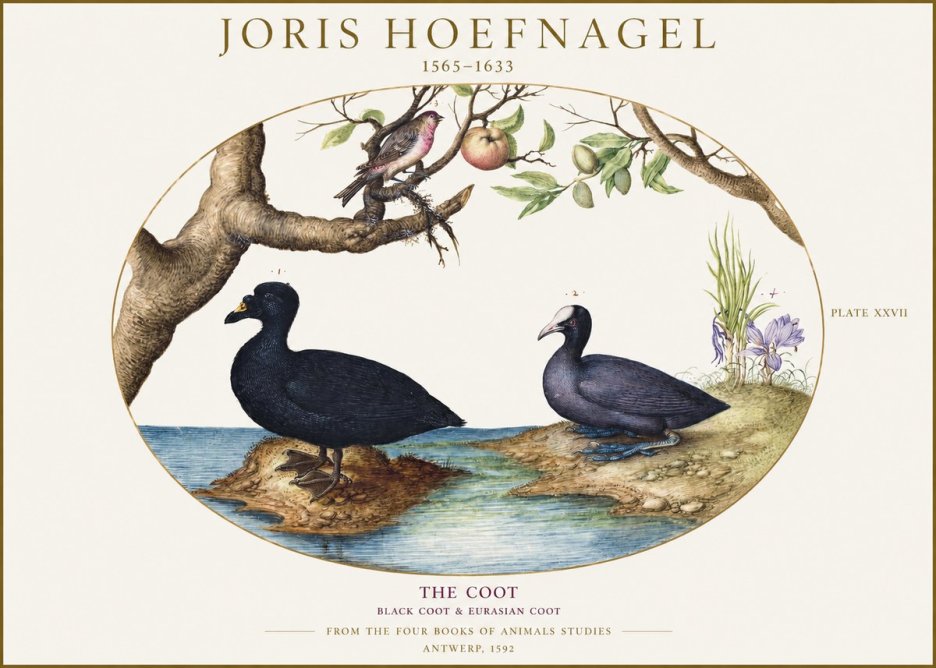Joris Hoefnagel The Coot No1 - Poszter