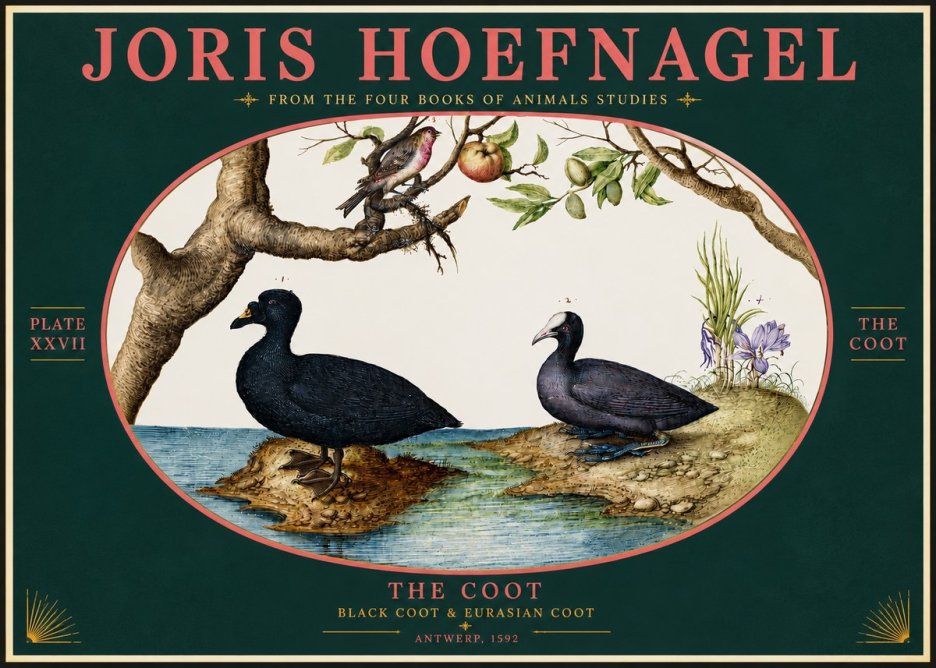 Joris Hoefnagel The Coot No4 - Poszter