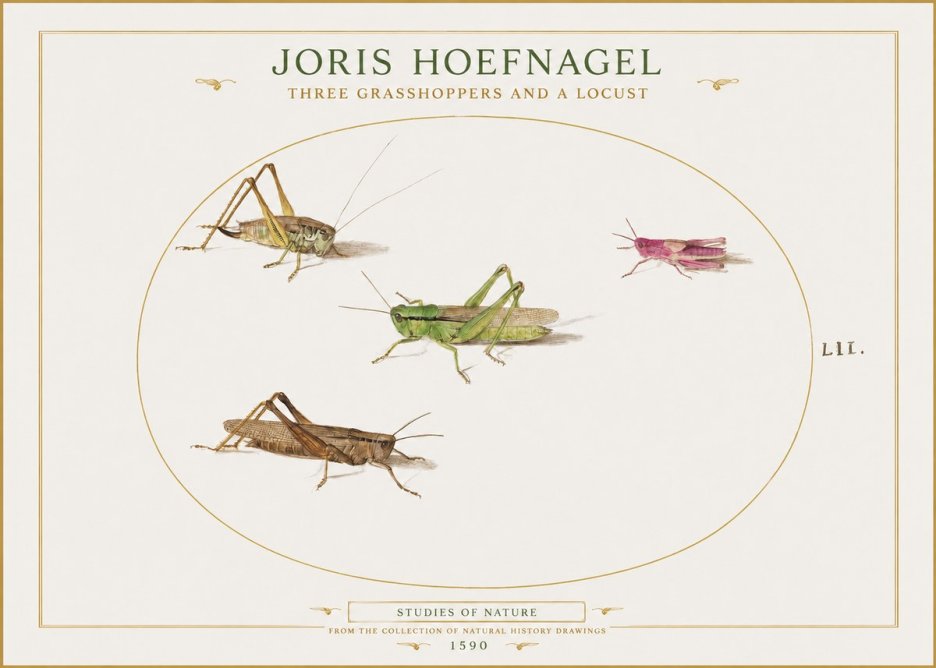 Joris Hoefnagel Three Grasshoppers and a Locust No1 - Poszter