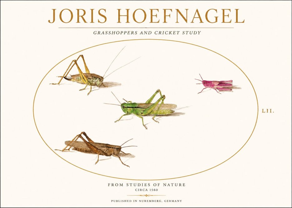 Joris Hoefnagel Three Grasshoppers and a Locust No2 - Poszter