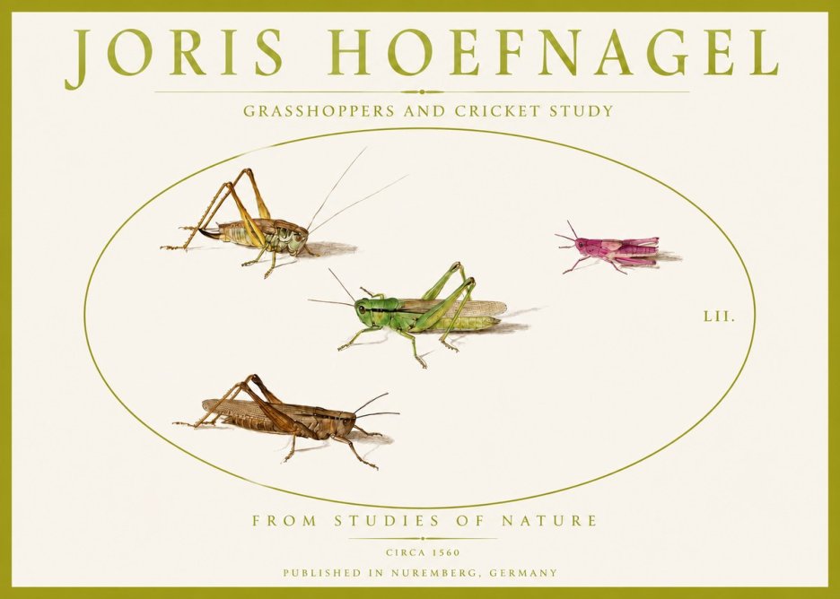 Joris Hoefnagel Three Grasshoppers and a Locust No5 - Poszter