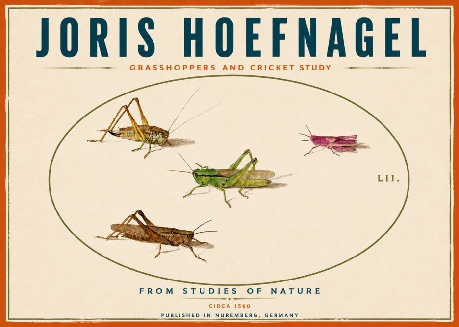 Joris Hoefnagel Three Grasshoppers and a Locust No6 - Poszter