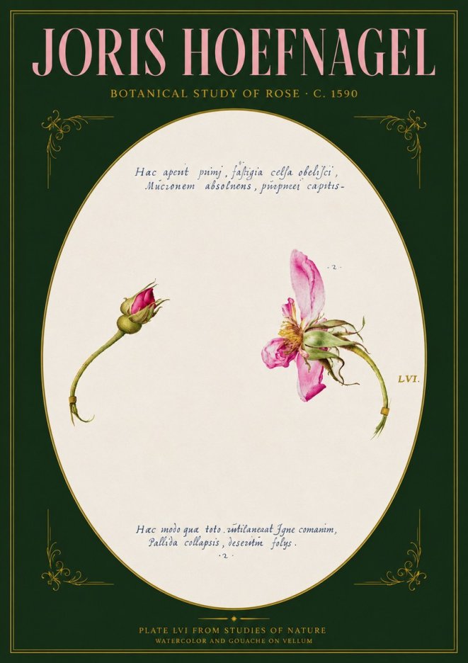 Joris Hoefnagel Botanical Study of Rose No3 - Poszter