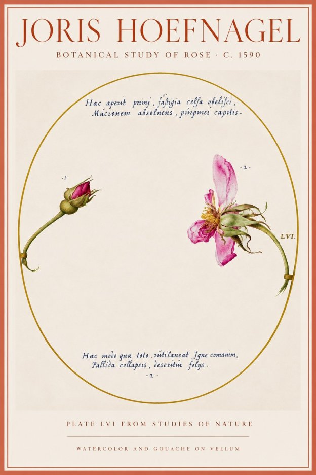 Joris Hoefnagel Botanical Study of Rose No5 - Poszter