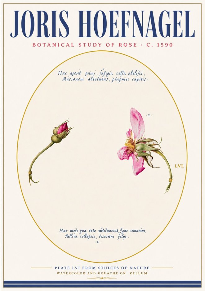 Joris Hoefnagel Botanical Study of Rose No6 - Poszter