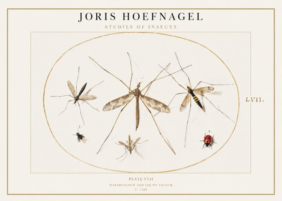 Joris Hoefnagel Studies of Insects II No1 - Poszter