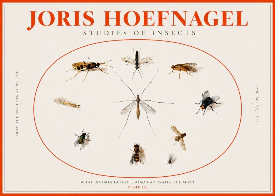 Joris Hoefnagel Studies of Insects III No2 - Poszter