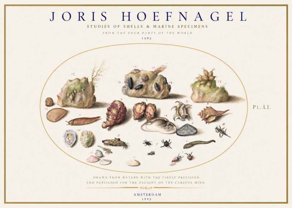 Joris Hoefnagel Studies of Shells & Marine Specimens No1 - Poszter