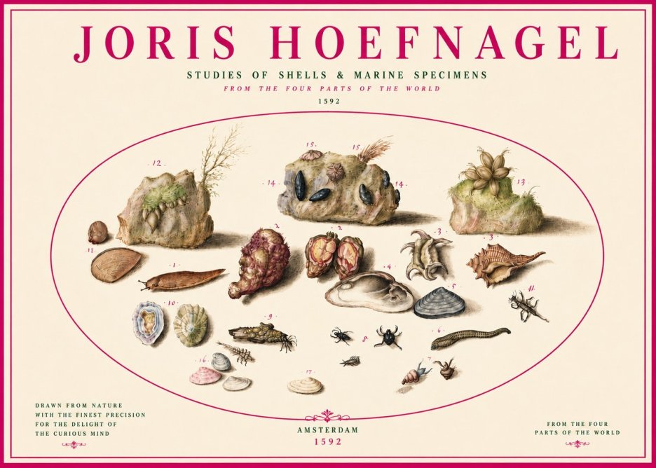 Joris Hoefnagel Studies of Shells & Marine Specimens No3 - Poszter