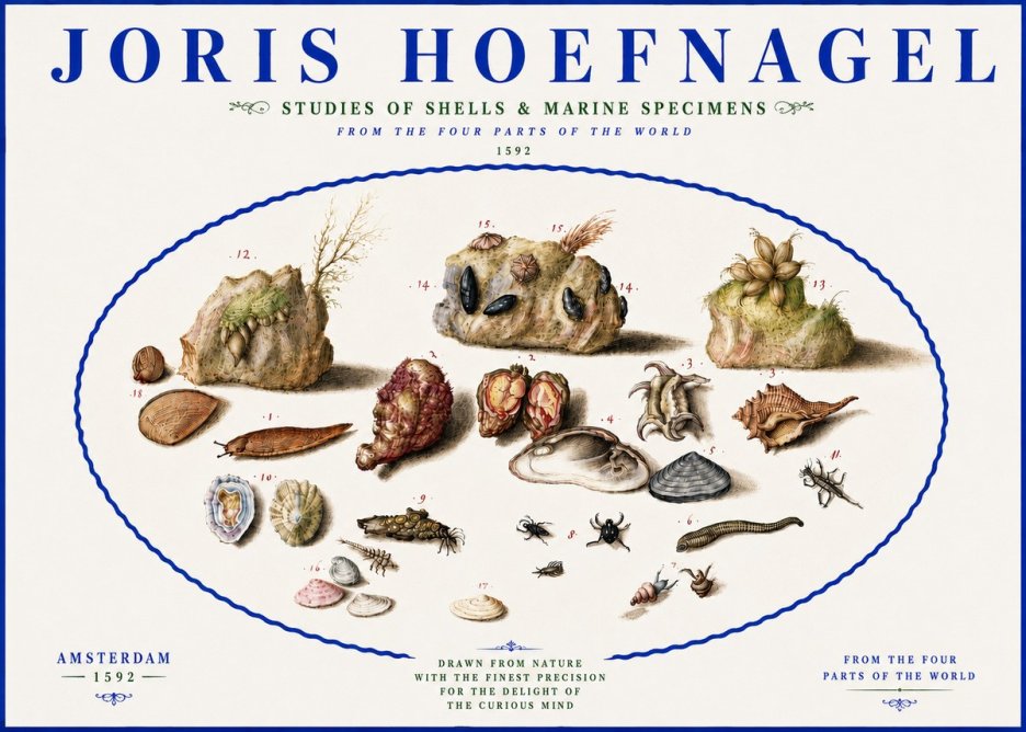 Joris Hoefnagel Studies of Shells & Marine Specimens No5 - Poszter