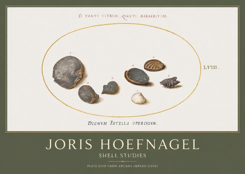 Joris Hoefnagel Six Shells No5 - Poszter