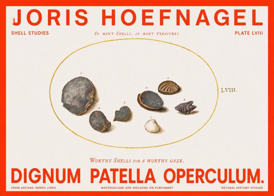 Joris Hoefnagel Six Shells No6 - Poszter