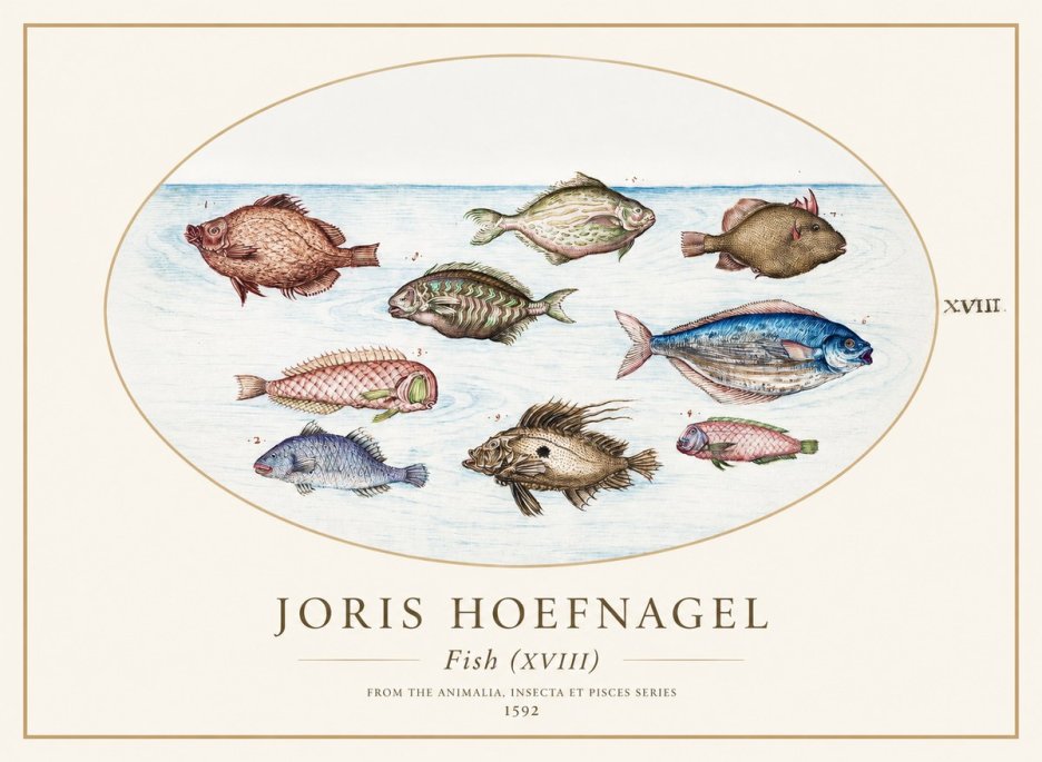 Joris Hoefnagel Studies of Fish I No2 - Poszter
