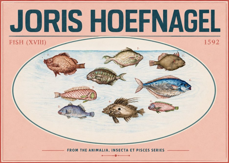 Joris Hoefnagel Studies of Fish I No6 - Poszter