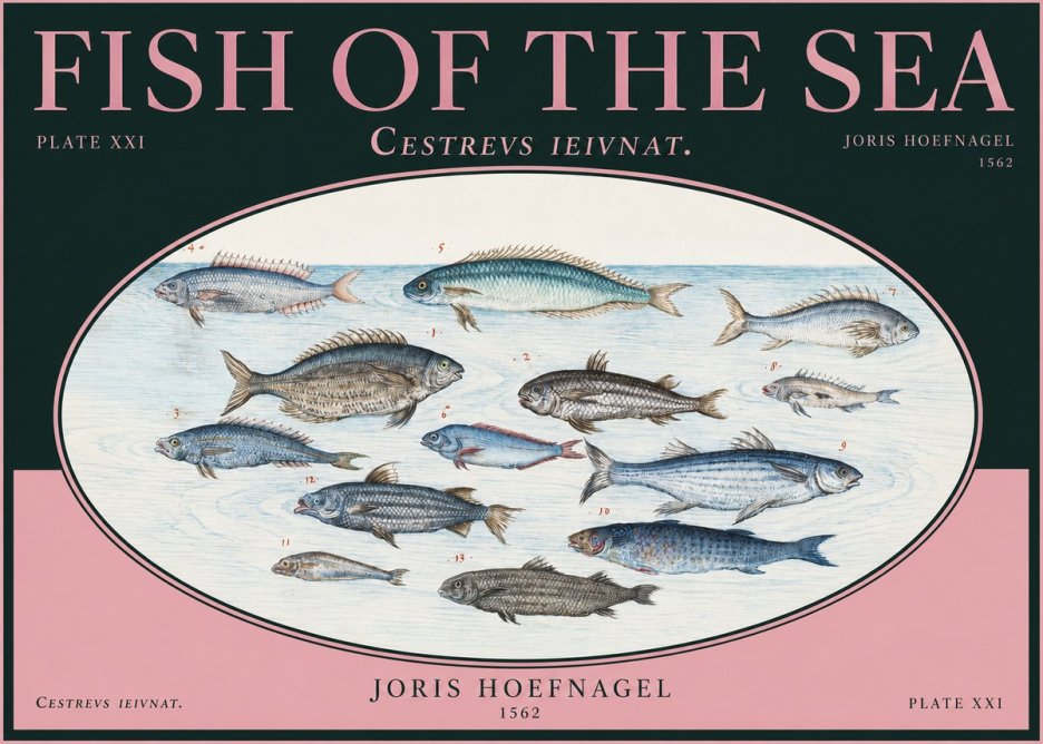 Joris Hoefnagel Fish of the Sea - Cestrevs Ieivnat. Plate Xxi No2 - Poszter