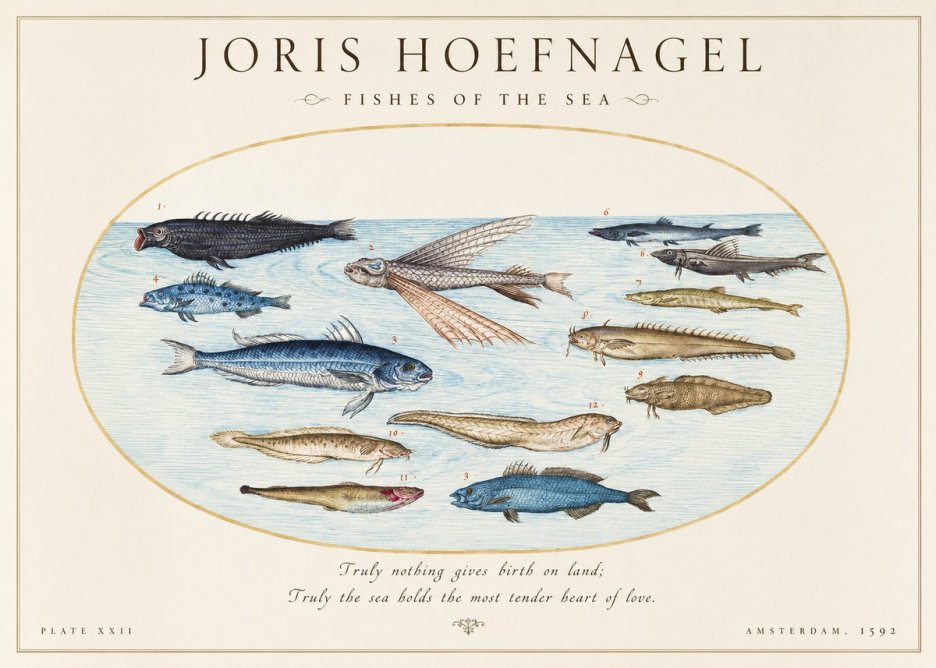 Joris Hoefnagel Fishes of the Sea I No1 - Poszter