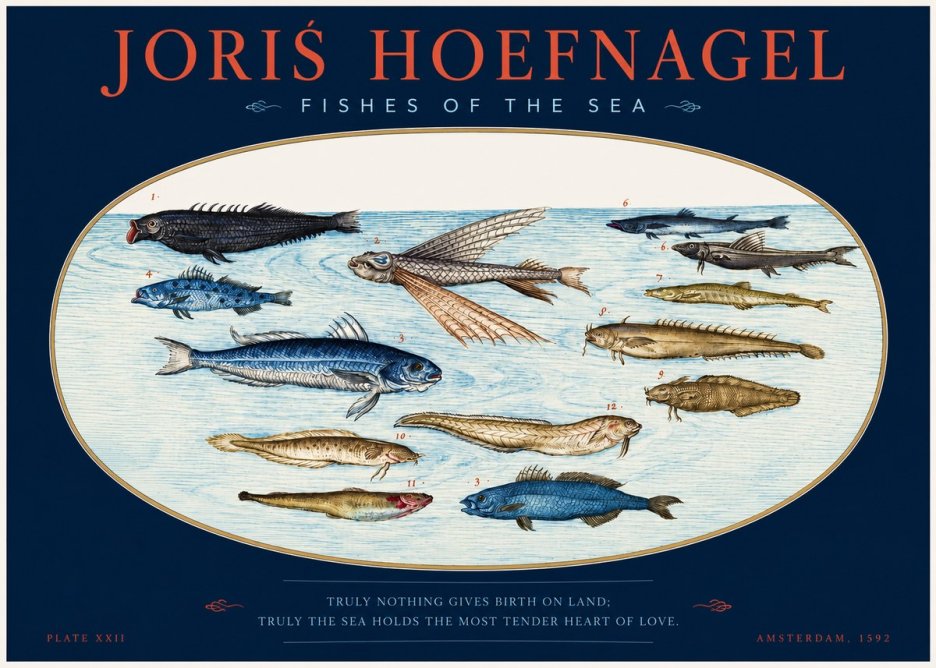 Joris Hoefnagel Fishes of the Sea I No2 - Poszter