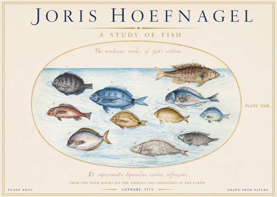 Joris Hoefnagel A Study of Fish No1 - Poszter