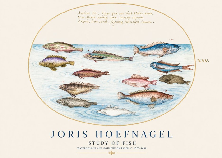 Joris Hoefnagel Study of Fish No1 - Poszter