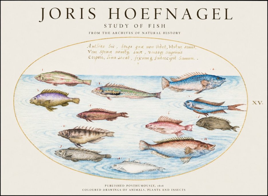 Joris Hoefnagel Study of Fish No3 - Poszter