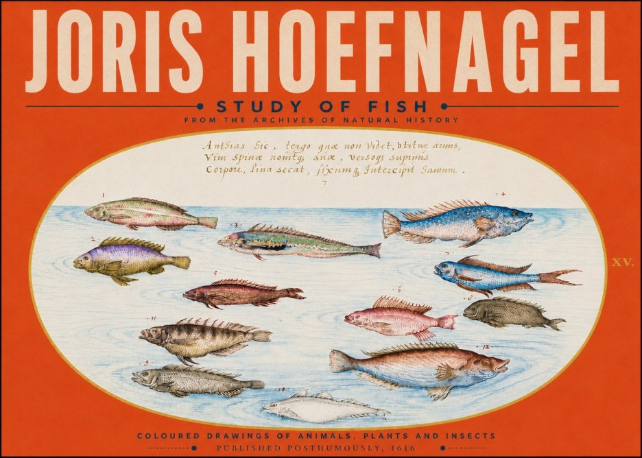 Joris Hoefnagel Study of Fish No5 - Poszter