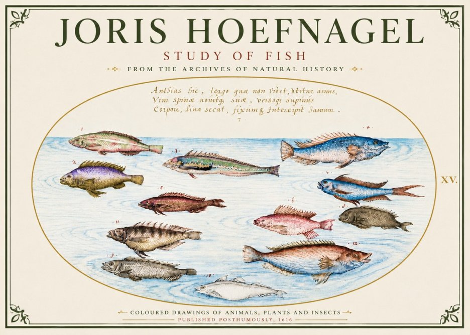Joris Hoefnagel Study of Fish No6 - Poszter