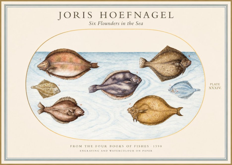 Joris Hoefnagel Six Flounders in the Sea No1 - Poszter
