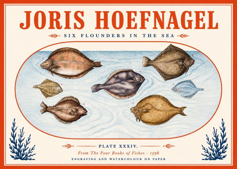 Joris Hoefnagel Six Flounders in the Sea No5 - Poszter