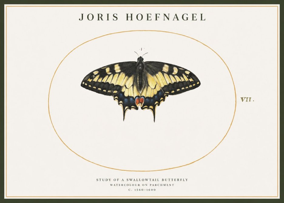 Joris Hoefnagel Study of a Swallowtail Butterfly No1 - Poszter