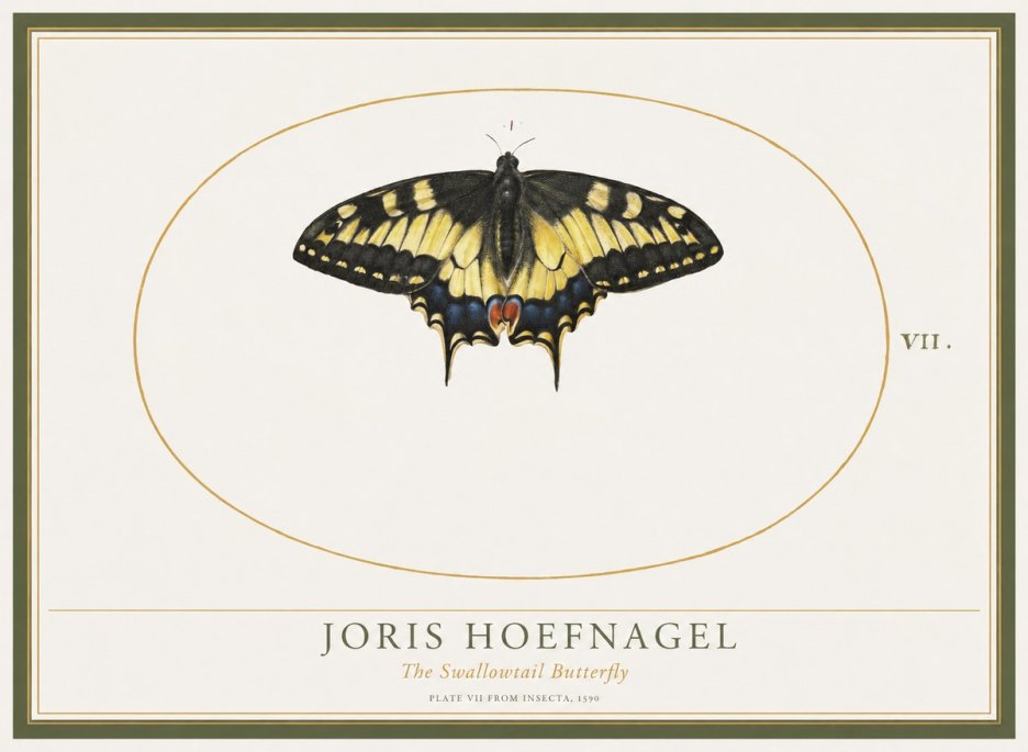 Joris Hoefnagel Study of a Swallowtail Butterfly No5 - Poszter