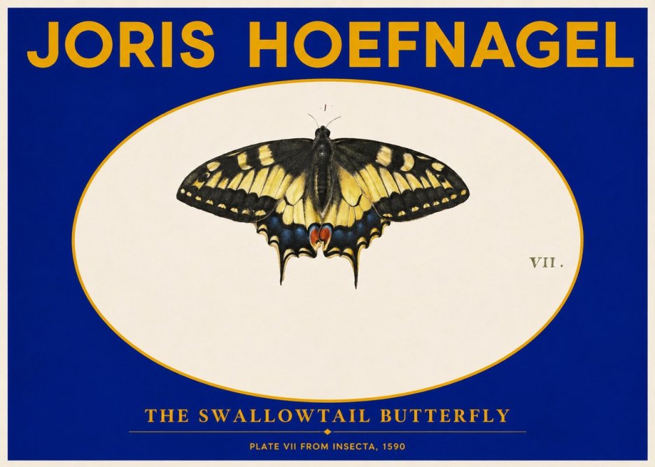 Joris Hoefnagel Study of a Swallowtail Butterfly No6 - Poszter
