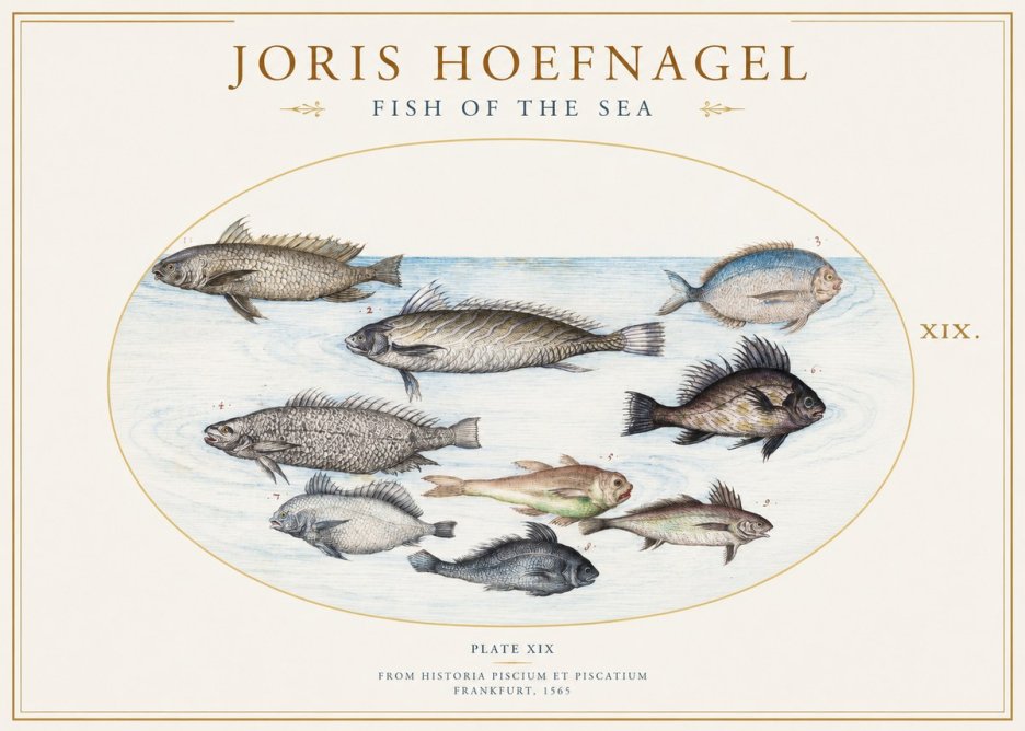 Joris Hoefnagel Fish of the Sea No1 - Poszter