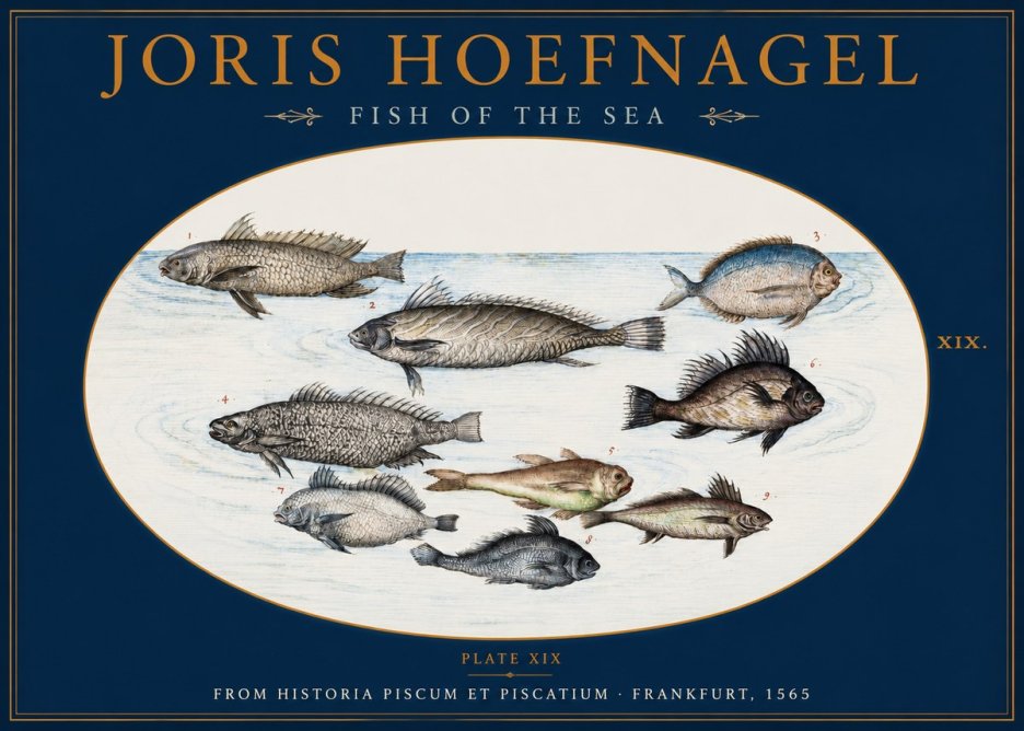 Joris Hoefnagel Fish of the Sea No2 - Poszter