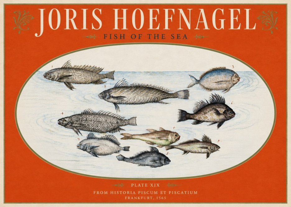 Joris Hoefnagel Fish of the Sea No3 - Poszter