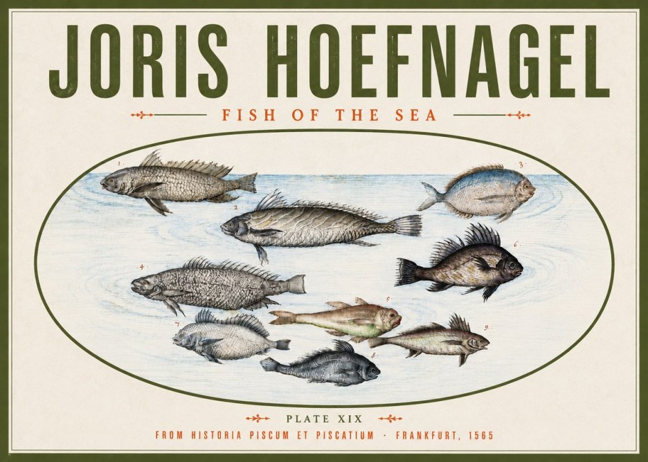 Joris Hoefnagel Fish of the Sea No4 - Poszter