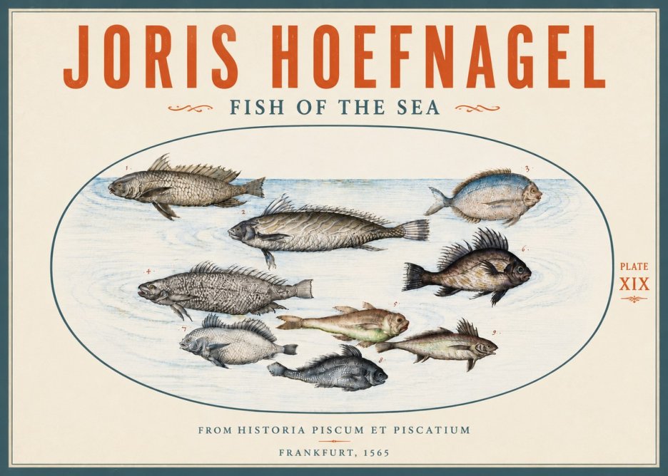 Joris Hoefnagel Fish of the Sea No5 - Poszter