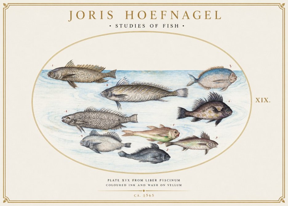 Joris Hoefnagel Fish of the Sea No6 - Poszter