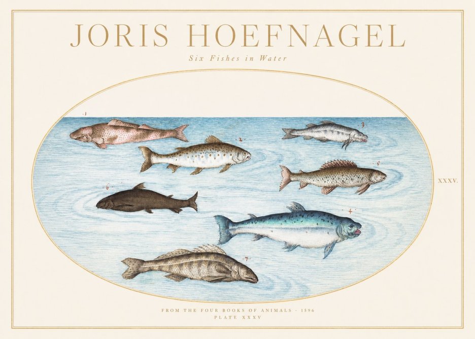 Joris Hoefnagel Six Fishes in Water I No1 - Poszter